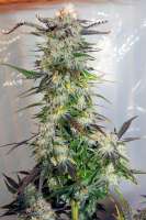 Royal Queen Seeds Lemon Haze - foto de therpenist