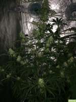 Imagen de SuperS (Lemon Haze)