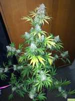 Imagen de SuperS (Lemon Haze)