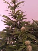 Royal Queen Seeds Power Flower - foto de NoNameGrower