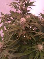 Imagen de NoNameGrower (Power Flower)