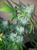 Royal Queen Seeds Royal AK Automatic - foto de Cookiehunter619