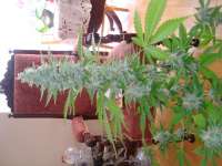 Royal Queen Seeds Royal Cheese Automatic - foto de scoobysnax