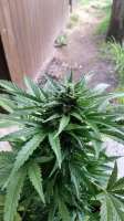 Royal Queen Seeds Royal Creamatic - foto de HanFanatiker420