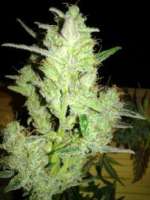 Royal Queen Seeds Royal Dwarf - foto de Hollaender