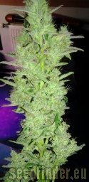 Royal Queen Seeds Royal Dwarf