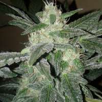 Imagen de NVG420 (Royal Haze Automatic)