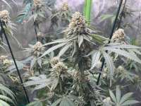 Royal Queen Seeds Sherbet Queen - foto de Boggieman32