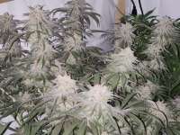 Imagen de Bucs007 (Sour Diesel)