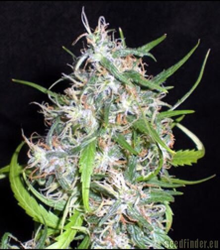 Royal Queen Seeds Special Kush #1