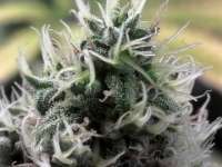 Royal Queen Seeds Special Kush #1 - foto de fogfarms