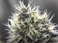 Imagen de fogfarms (Special Kush Nr1)