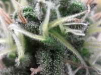 Imagen de fogfarms (Special Kush Nr1)