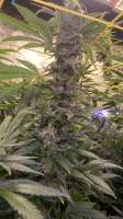 Royal Queen Seeds Special Queen #1 - foto de AmphibiousMan