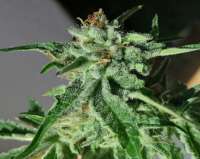 Royal Queen Seeds Triple G - foto de KiffCowboy