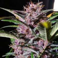 Royal Queen Seeds Watermelon Automatic - foto de zoobzoob23