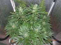 Imagen de djcgio (White Widow)