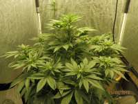 Imagen de djcgio (White Widow)