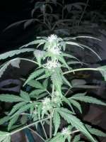 Sagarmatha Seeds Black Domina Auto - foto de Ismapunk123