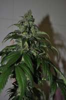 Sagarmatha Seeds Cheez Wreck - foto de delahouse1