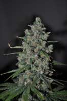 Sagarmatha Seeds Cheez Wreck - foto de delahouse1