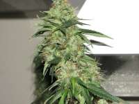 Sagarmatha Seeds Indica XXL - foto de Hellfire666