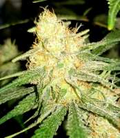 Sagarmatha Seeds Silver Bullet - foto de Smittypops