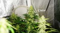 Samsara Seeds Crazy Miss Hyde - foto de Budfit