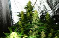 Samsara Seeds Crazy Miss Hyde - foto de Budfit