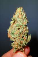 Samsara Seeds El Alquimista - foto de itsmagic