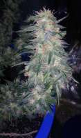 Samsara Seeds Holy Grail 69 - foto de PotHeadMason