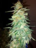 Samsara Seeds Holy Grail 69 - foto de PotHeadMason