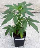 Samsara Seeds Punky Lion - foto de bluebuddha