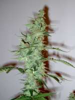 Samsara Seeds Supersonic Cristal Storm - foto de DaPlayer