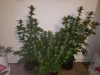 Samsara Seeds Thunder Bloody Mary - foto de Macktool