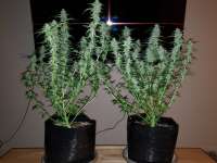 Samsara Seeds Thunder Bloody Mary - foto de Macktool