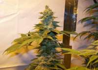 Sannie's Seeds Jack Berry F2 - foto de gudkarma