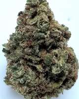 Sannie's Seeds Jack Hammer - foto de BallinBuds