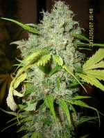 Sannie's Seeds Selene - foto de HarzGenetics