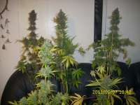 Sannie's Seeds Selene - foto de HarzGenetics