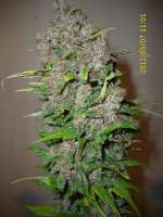 Sannie's Seeds Selene - foto de HarzGenetics