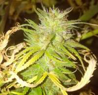 Sativa Hoarders Seed Co Bubba Haze - foto de Congonaut