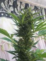 SeedStockers Amnesia Autoflower - foto de hazelover