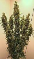 SeedStockers Amnesia Autoflower - foto de madcoco