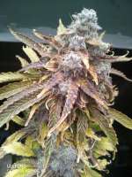 SeedStockers Blackberry Gum Autoflower - foto de ATOMnosystem