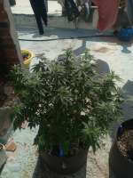 SeedStockers Sour Diesel - foto de Elloco