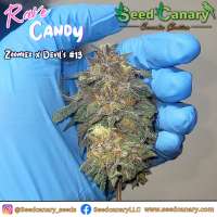 Seed Canary Rave Candy - foto de SeedCanary