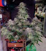 Seed Junky Genetics Amoretto Sour - foto de Trentisstoned