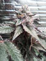 Seed Junky Genetics Wedding Cake - foto de Michaelb818