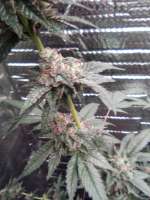 Seed Junky Genetics Wedding Cake - foto de Michaelb818